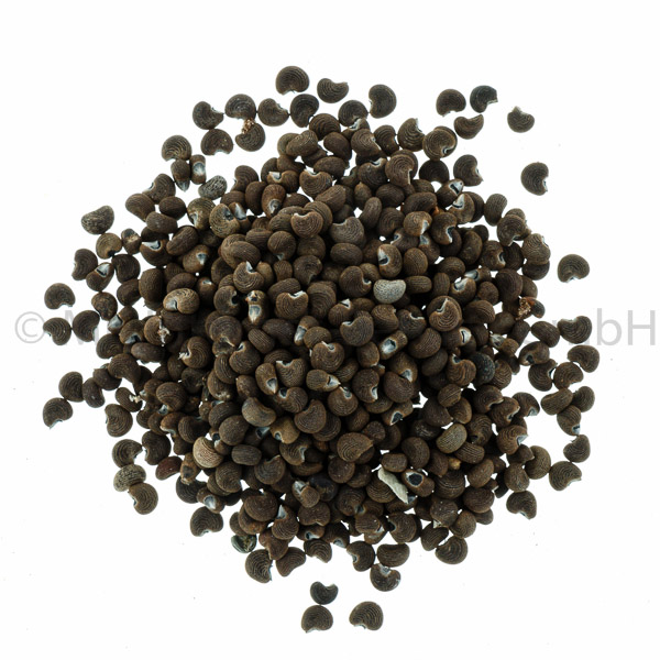 Abbildung Moschus Räucherwerk