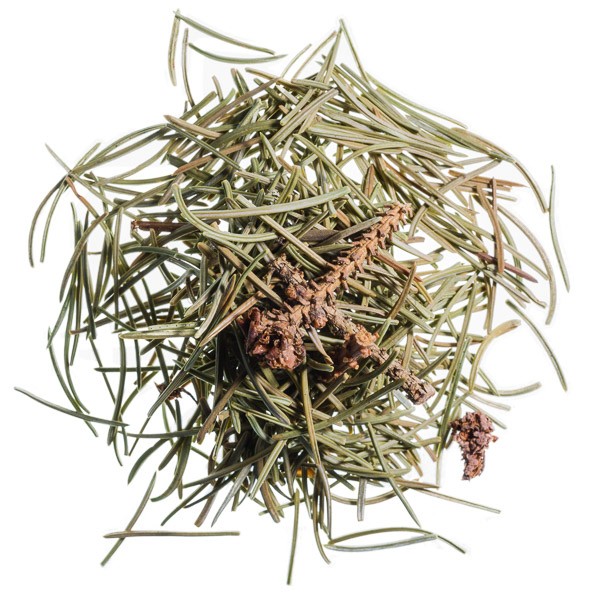 Colorado Blue Spruce (Blaufichte)